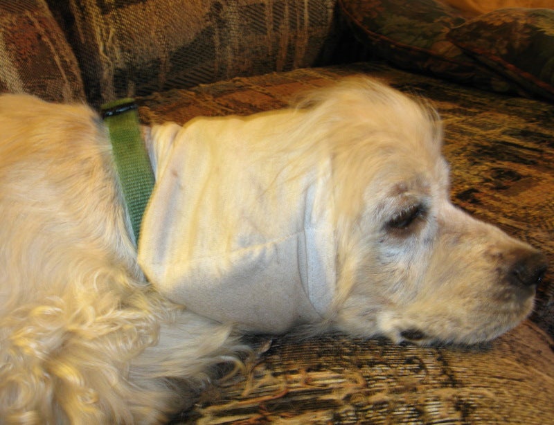 Ear Protector for Dog Instructables