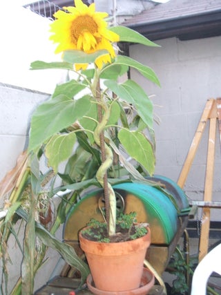 Twisted Sunflowers 3 Steps Instructables