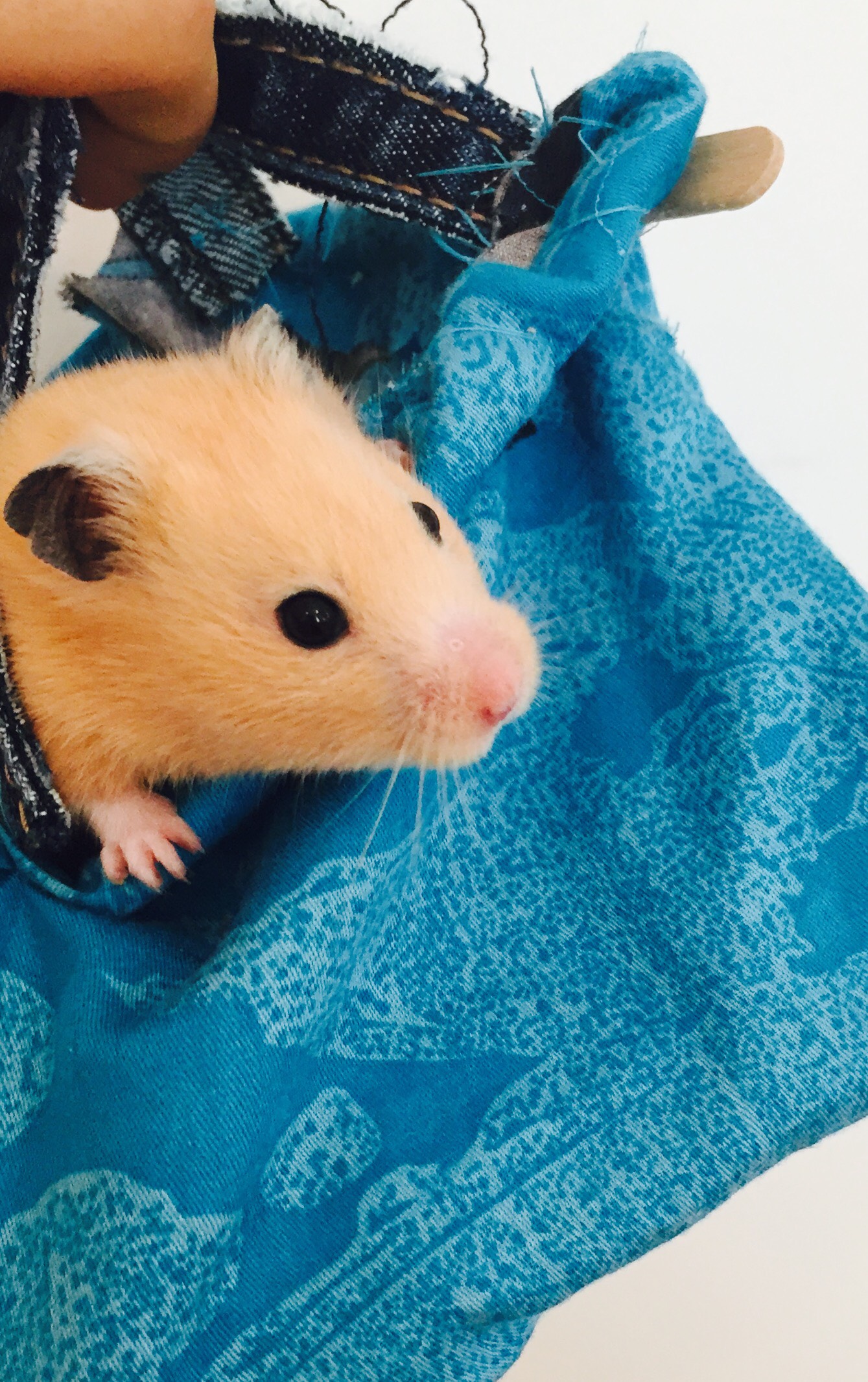 Hamster Carrier 8 Steps Instructables