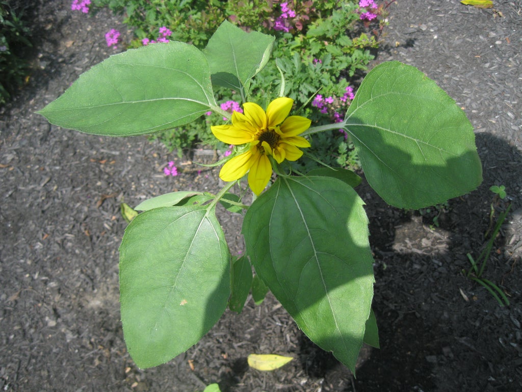 Does Miracle Grow Really Affect The Growth Of The Sunflower Plant During Germination And The Early Stages Of Growth Of The Plant After 3 Steps Instructables
