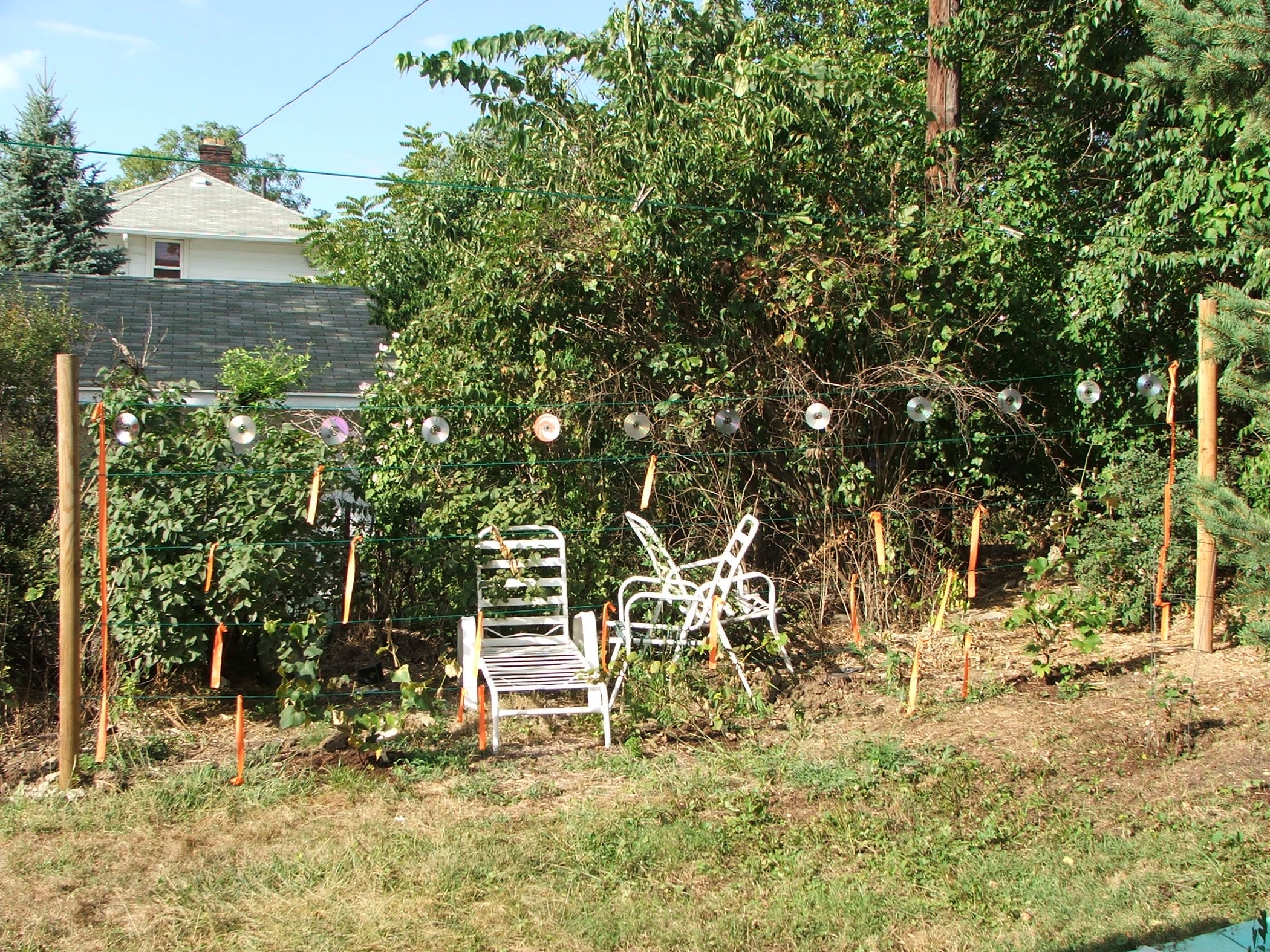 Scare Birds From Garden Instructables