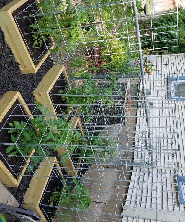 Build the Best Tomato Cages Ever! 5 Steps (with Pictures) Instructables