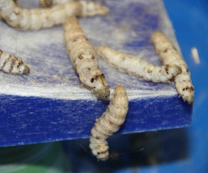 How Many Types Of Silkworms Are There
