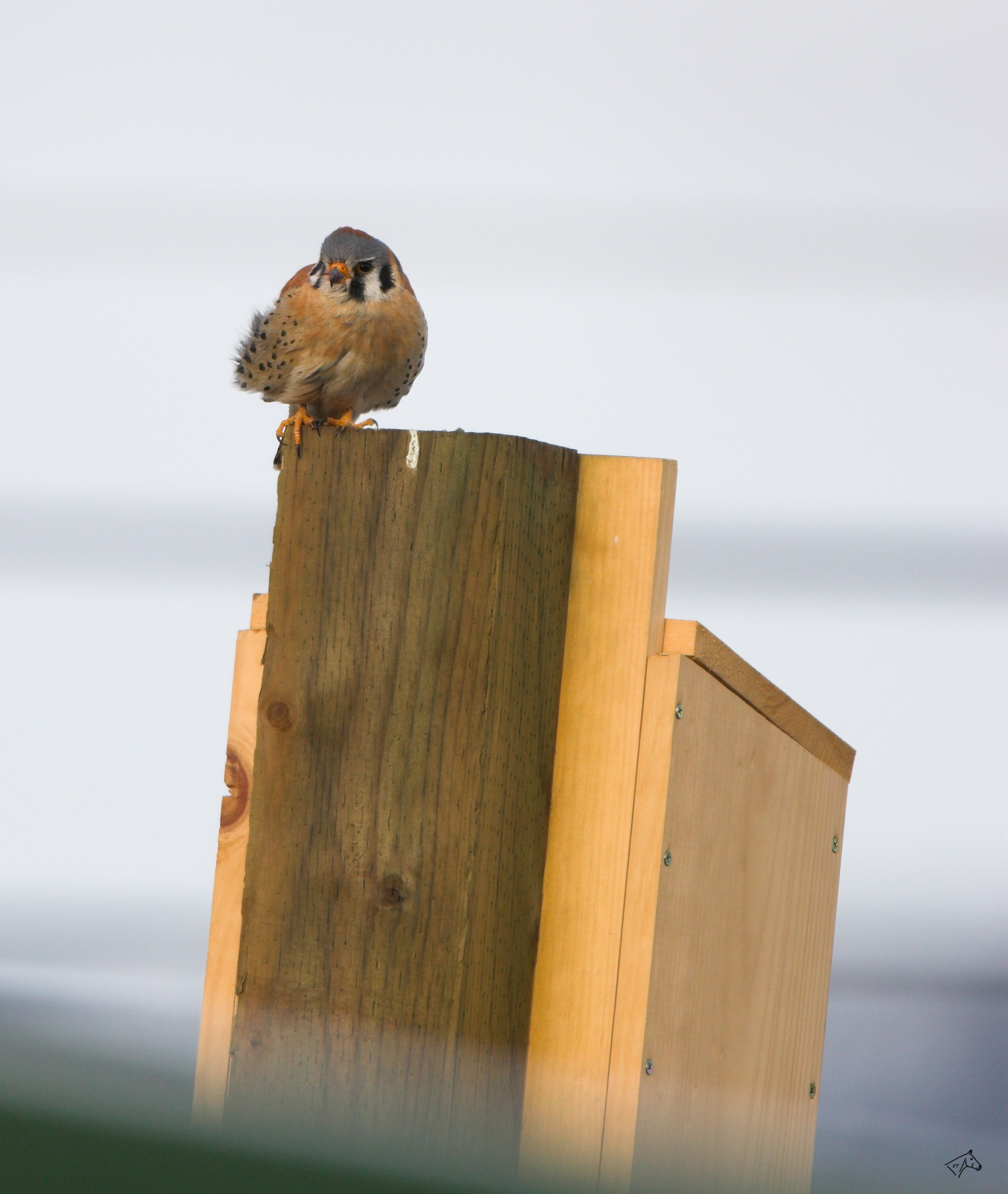 American Kestrel Nest Box: 22 Steps (with Pictures)