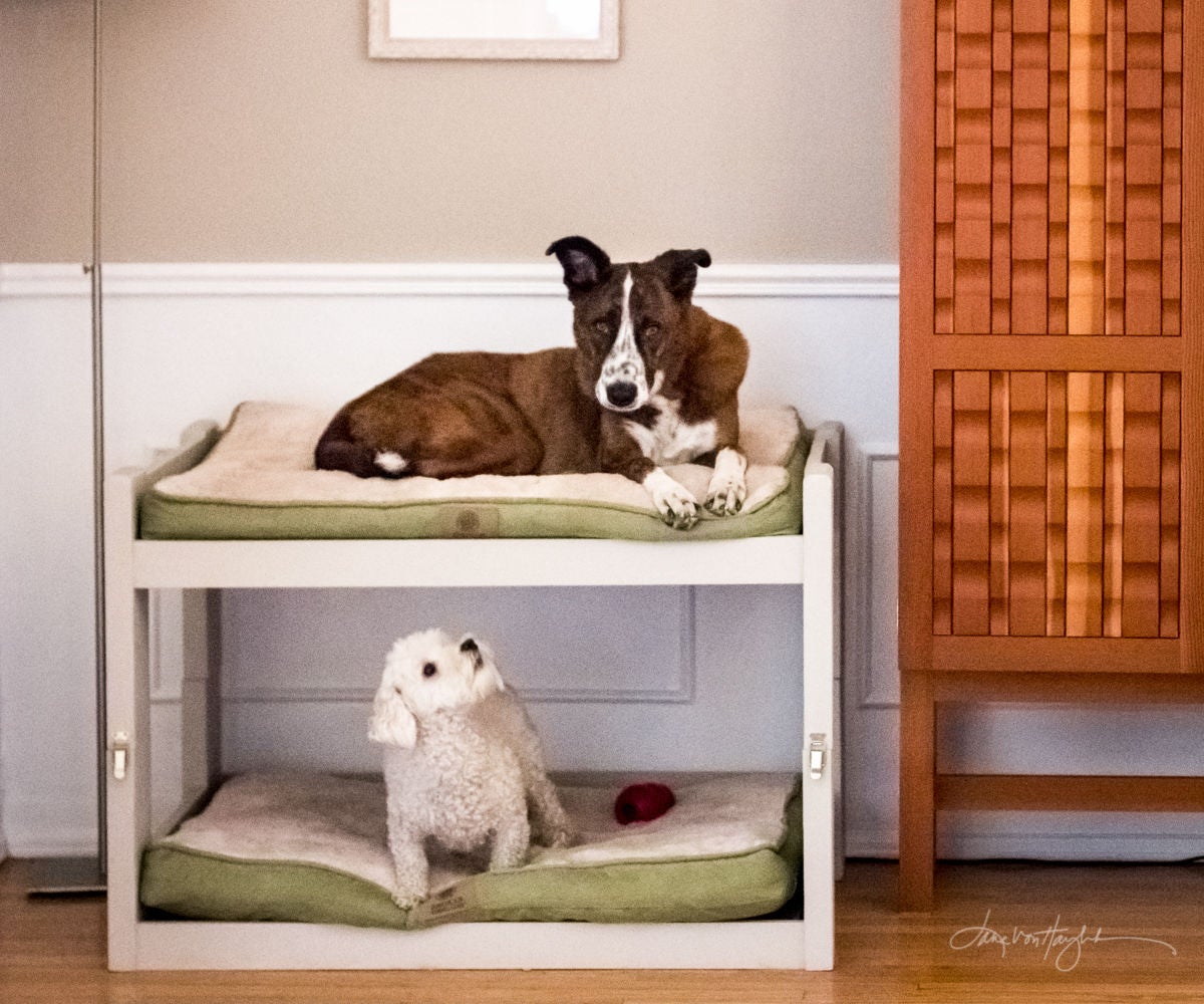 DIY Dog Bunk Beds 8 Steps (with Pictures) Instructables