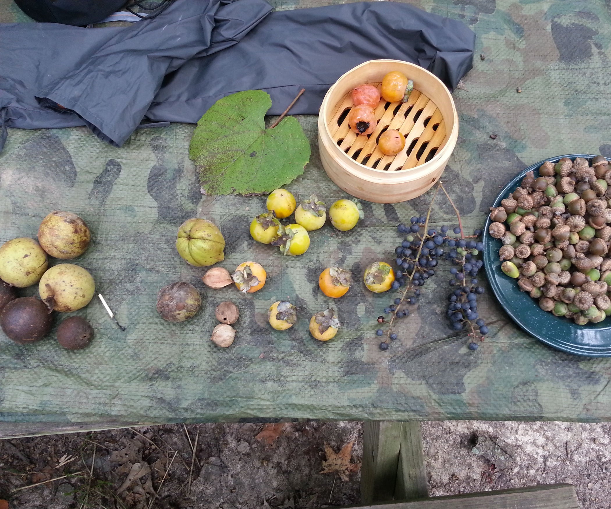 Processing Common Tree Foods Acorns, Black Walnuts, Hickory Nuts
