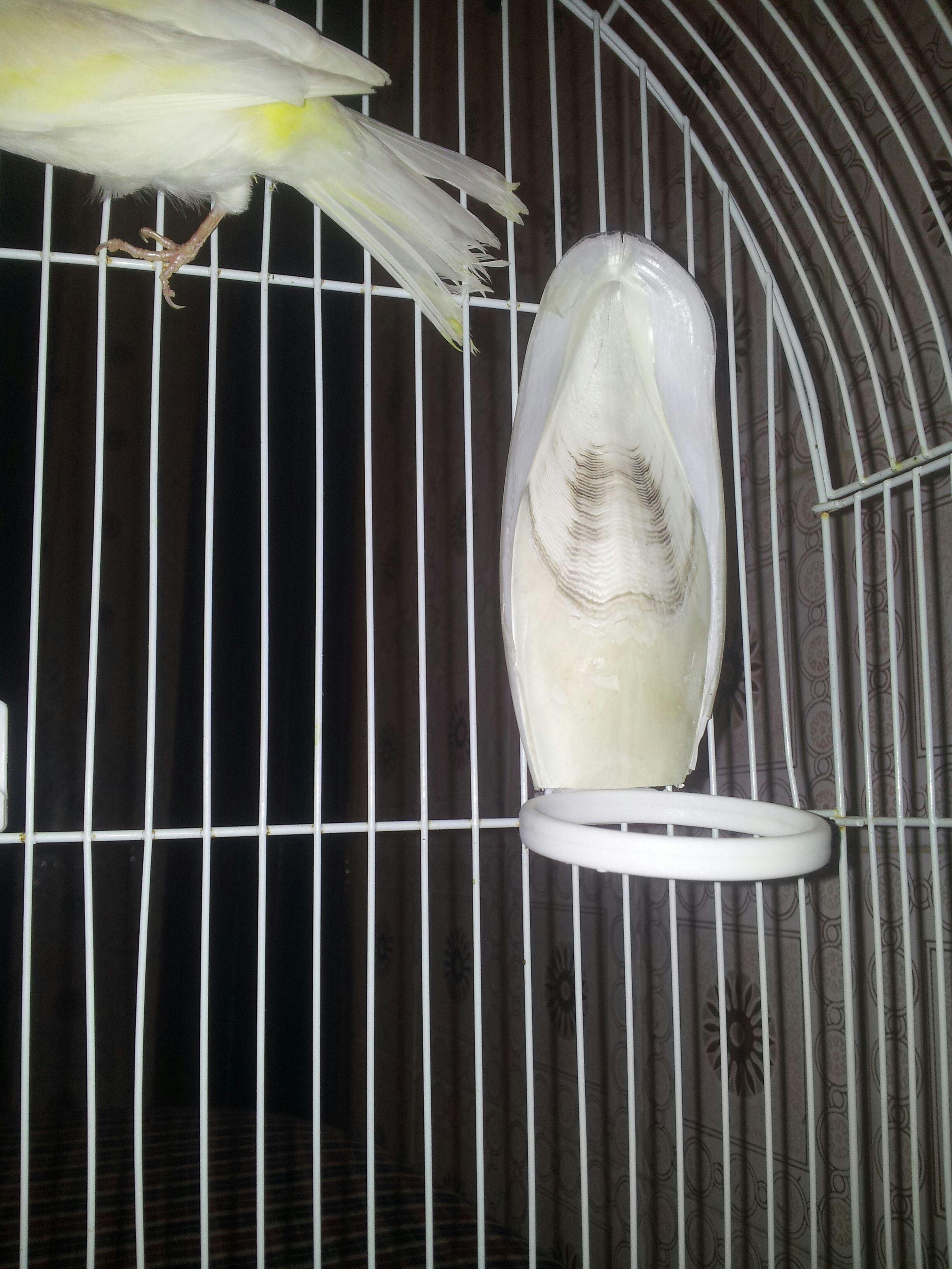 How To Attach A Cuttlebone To A Bird Cage Bird Walls