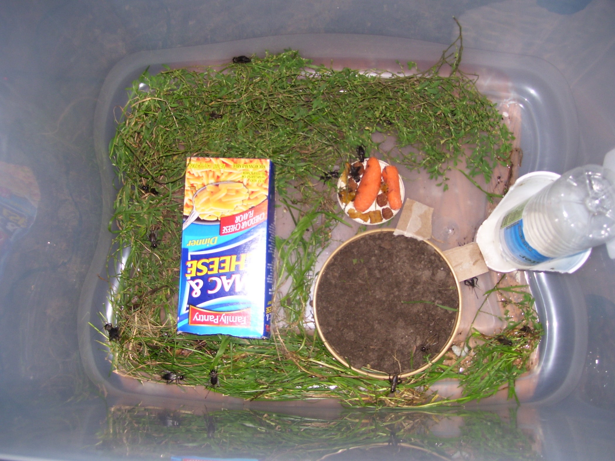 Cricket Breeding Pt. 1 6 Steps Instructables