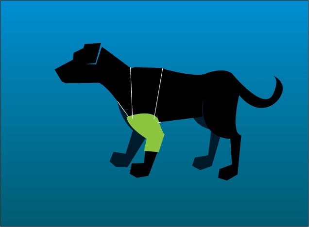 Dog Leg Stitches Protector With a Sock: 4 Steps (with ...