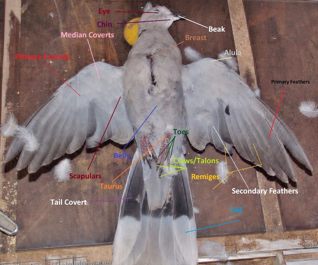 Taxidermy of Birds 13 Steps Instructables