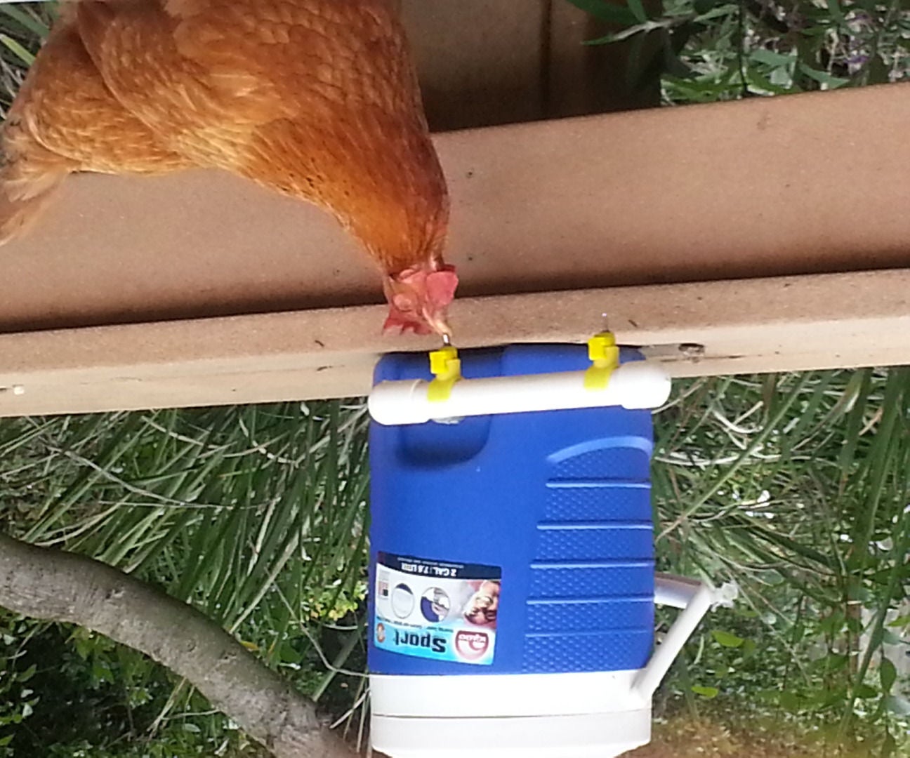 Chicken Waterer Using Cooler and Electrical Fittings 4 Steps