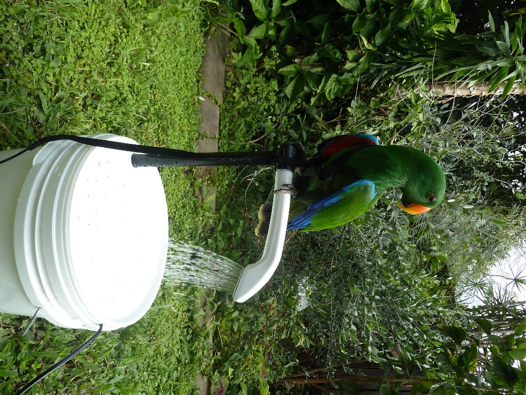Aviary Bird Shower (with Pictures)