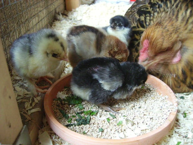 Hatching Chicken Eggs Naturally : 12 Steps (with Pictures ...