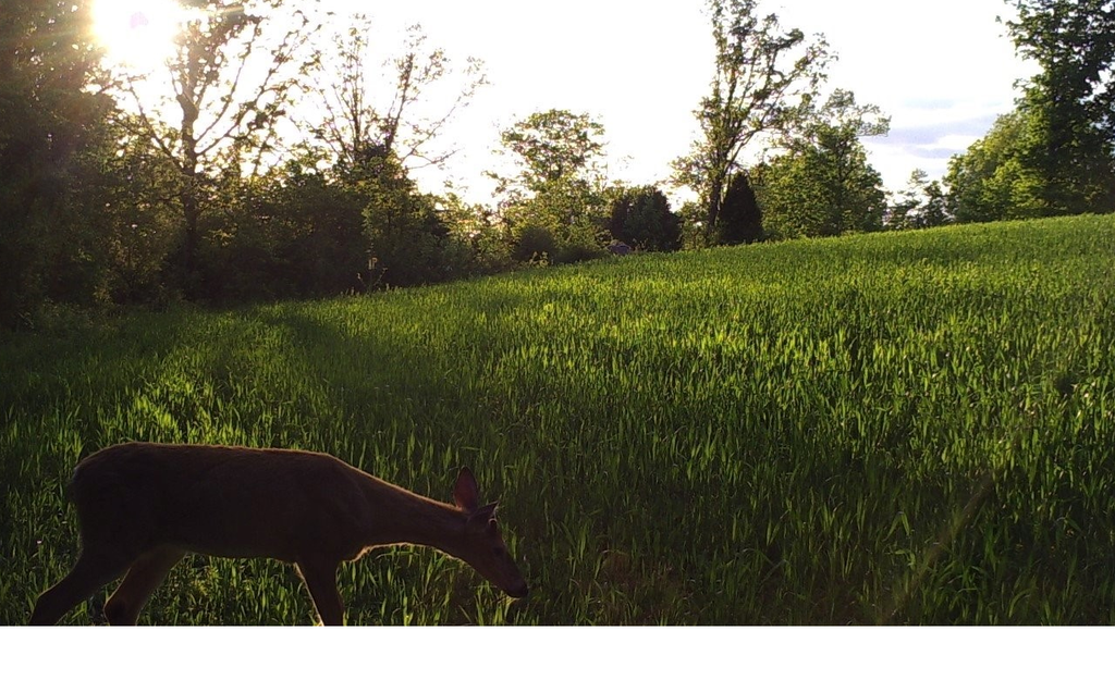 How To Make A Winter Wheat Food Plot For Deer 5 Steps With Pictures Instructables