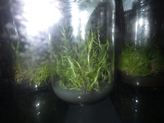 Sowing Orchid Seeds 16 Steps With Pictures Instructables