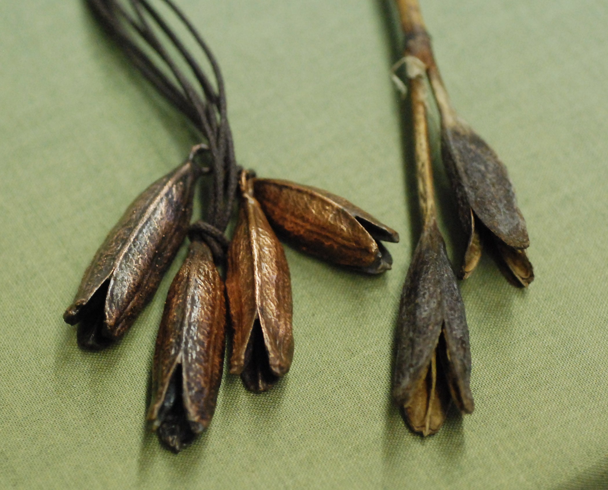 Electroforming an Iris Seed Pod 18 Steps (with Pictures) Instructables