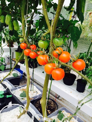 Dutch Bucket Hydroponic System 27 Steps With Pictures
