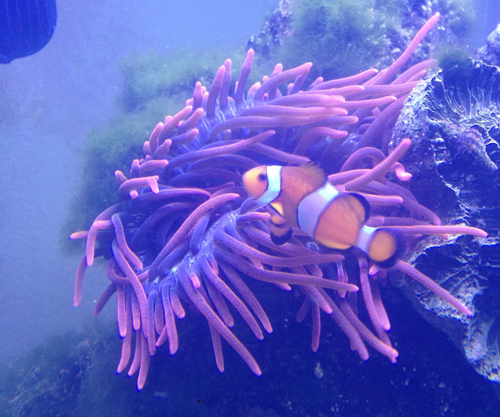 Bubble Tip Anemone Care : 10 Steps (with Pictures)