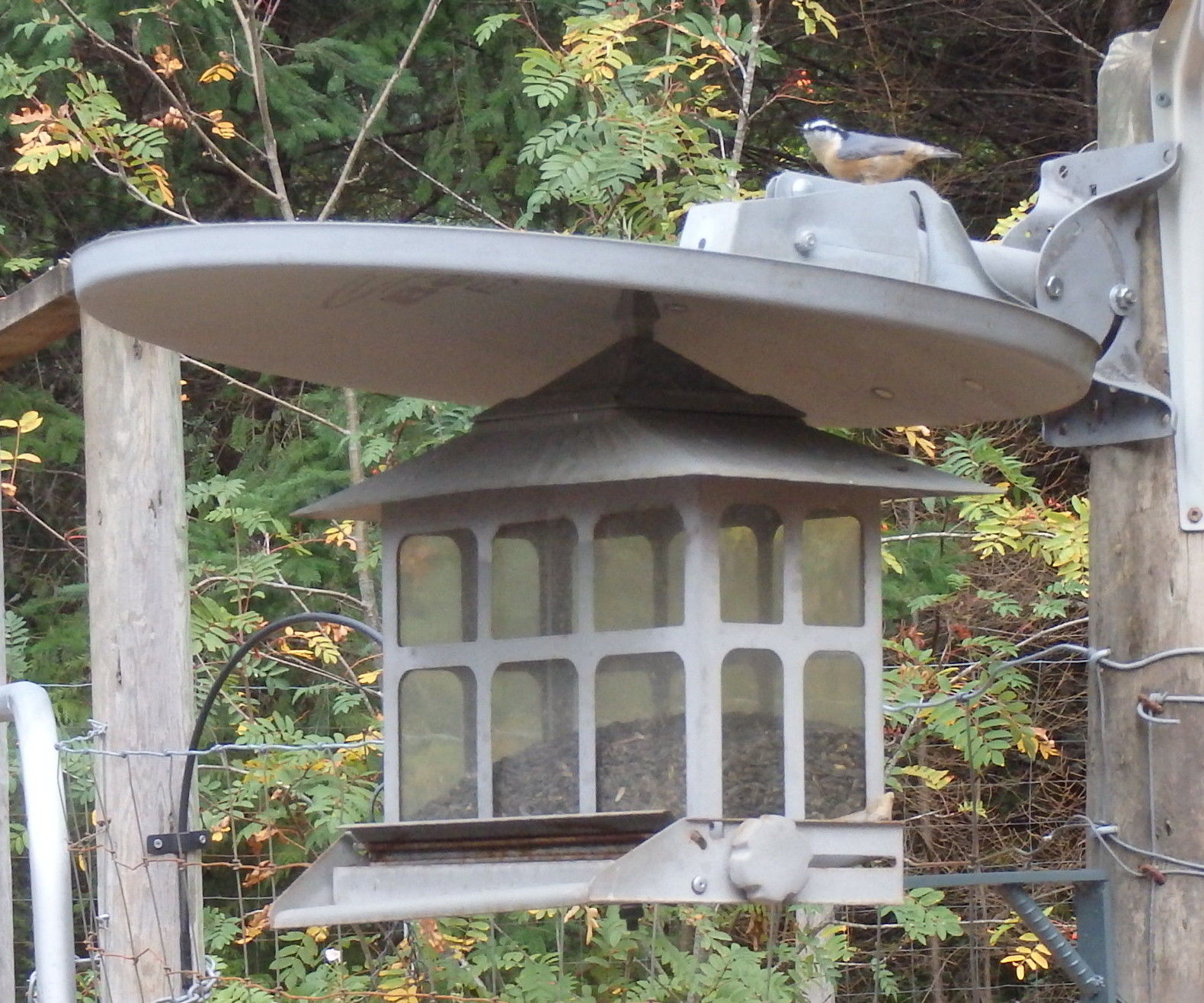 Satellite Dish for the Birds! 6 Steps (with Pictures) Instructables