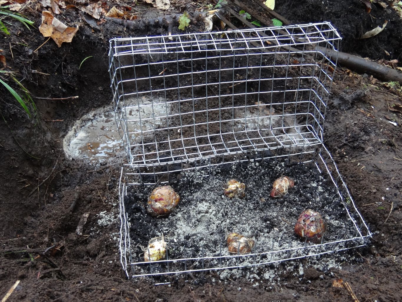 Gardener's Underground Bulb Cage : 4 Steps - Instructables
