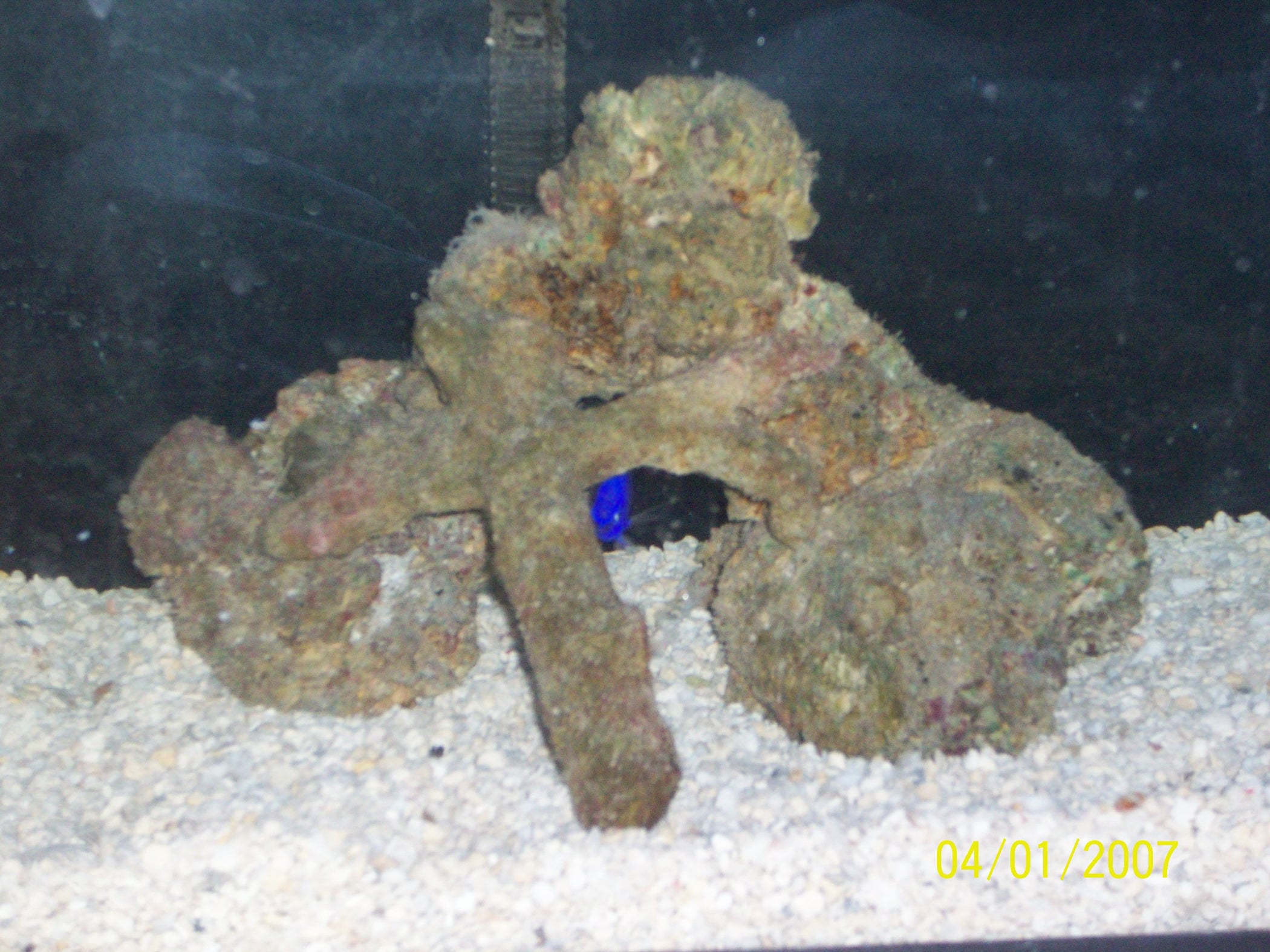 setting up your first saltwater aquarium 6 steps