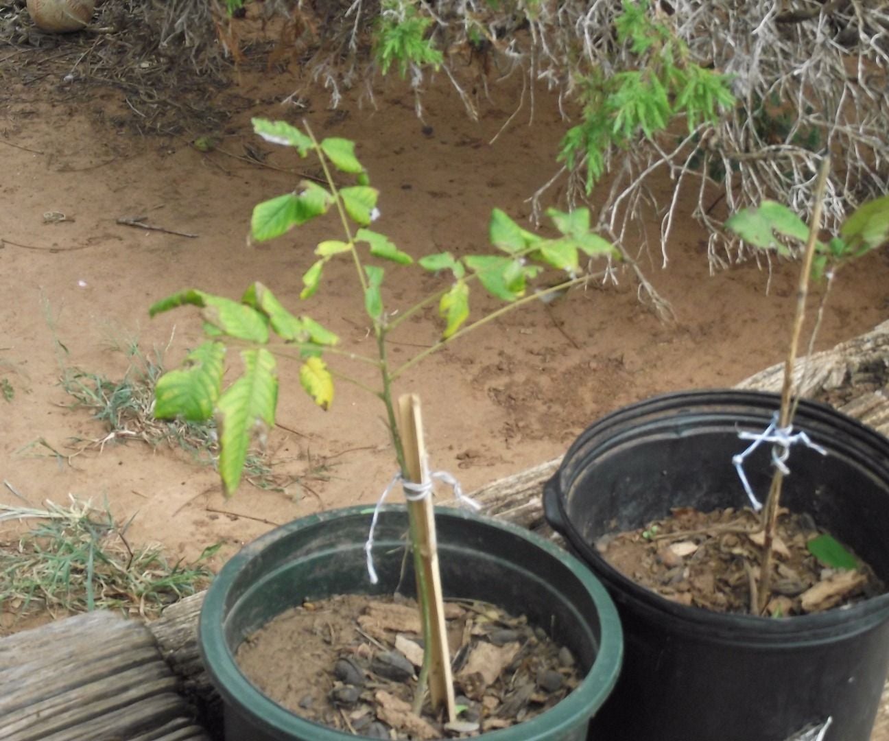 TRANSPLANTING PECAN TREES 5 Steps (with Pictures)