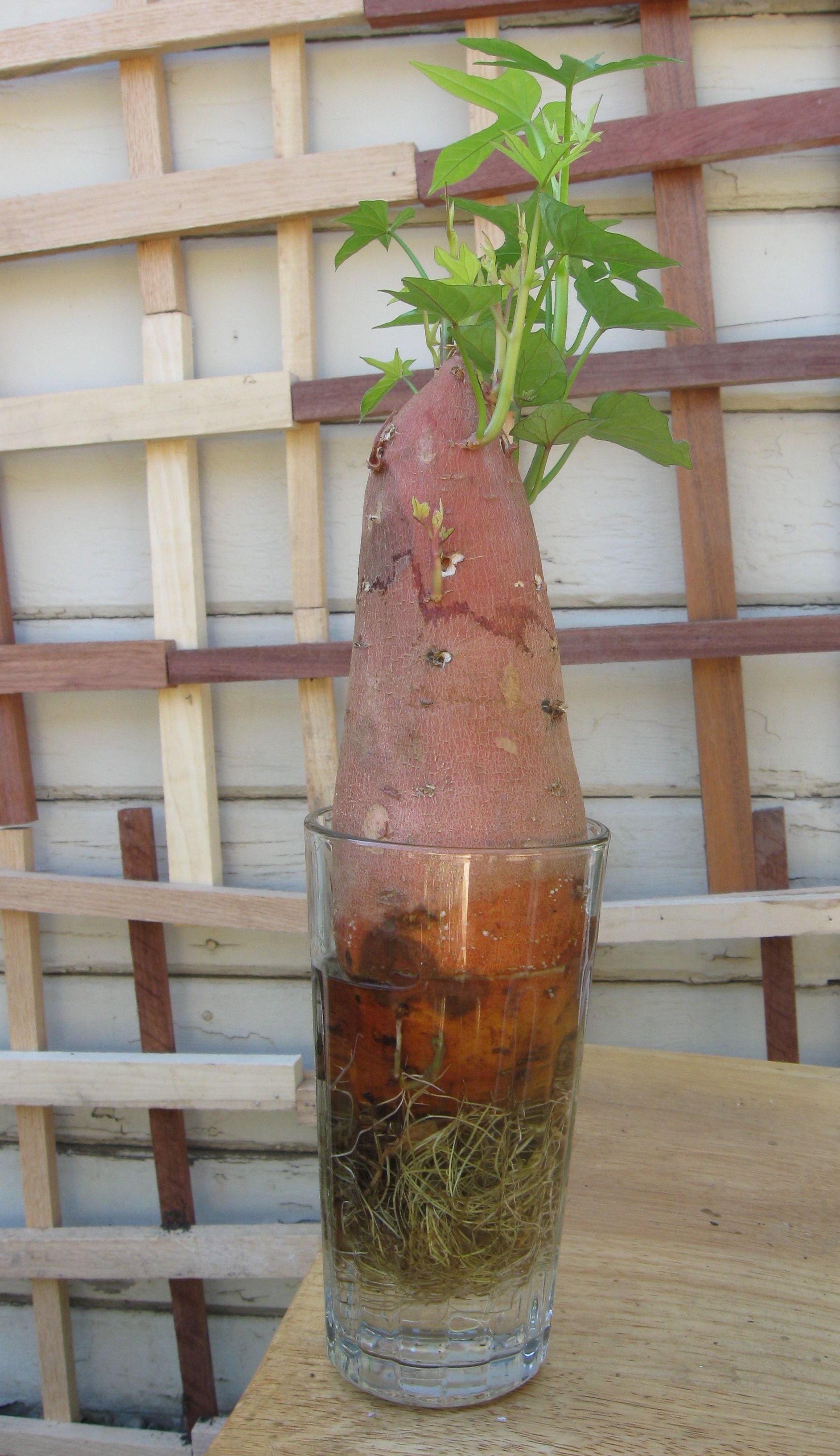Make Sweet Potato Slips to Plant Sweet Potato Instructables