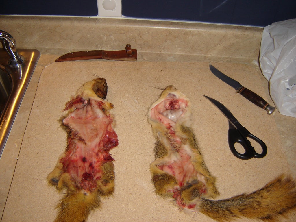 Curing Small Animal Pelts Squirrels Rabbits Etc 6 Steps Instructables