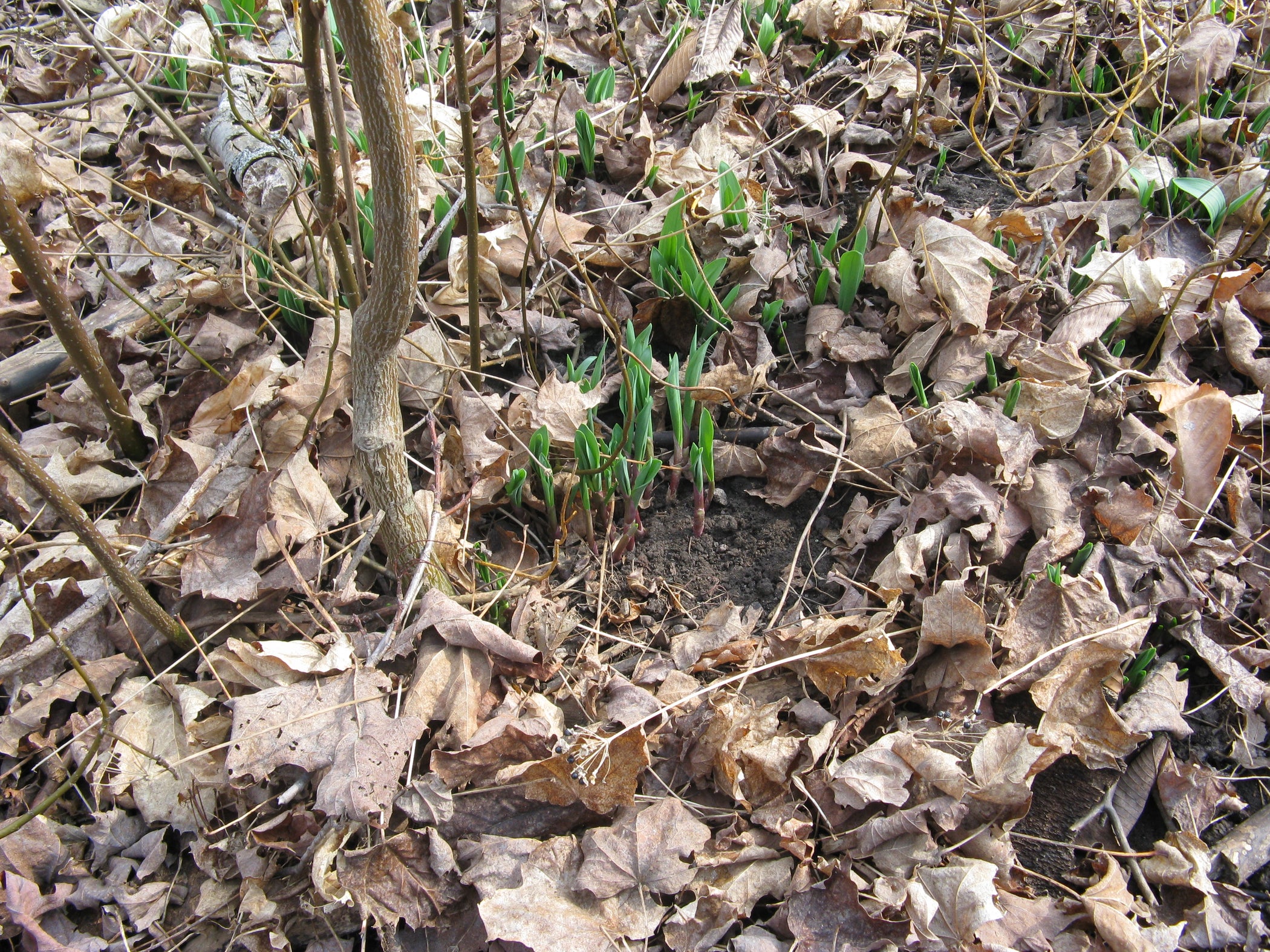 Wild Leeks 6 Steps (with Pictures) Instructables