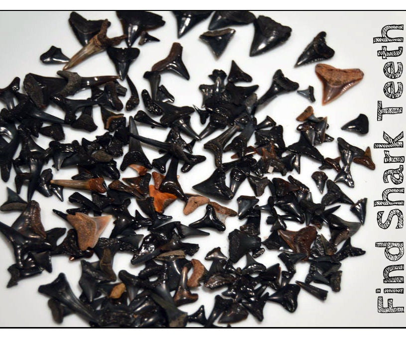 How to Find Shark Teeth 10 Steps (with Pictures)
