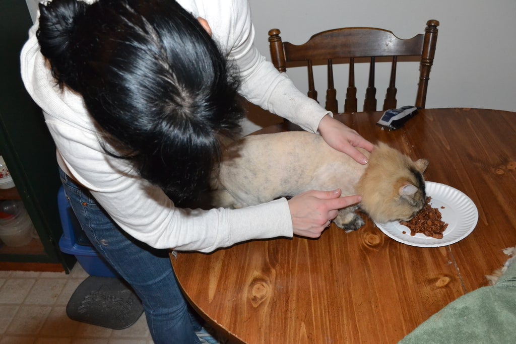 How To Groom Your Cat Lion Cut 9 Steps With Pictures Instructables