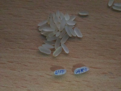 Name written on rice Name written on rice image