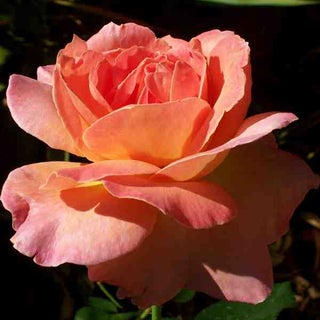 How To Propagate Rose Stem Cuttings 4 Steps With Pictures Instructables