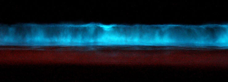 grow your own bioluminescent