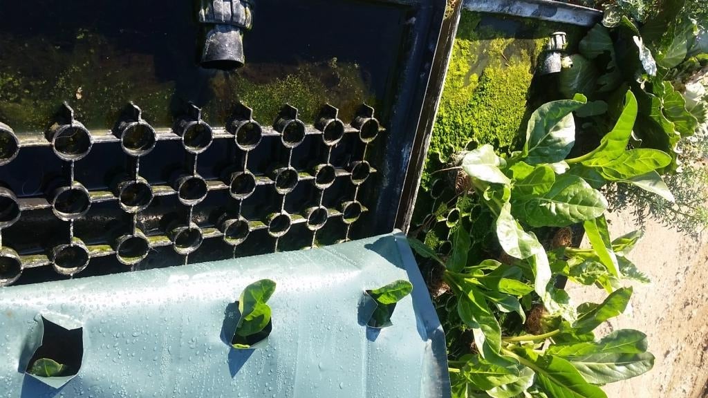 Solutions To Algae Problems In Hydroponic Systems 7 Steps