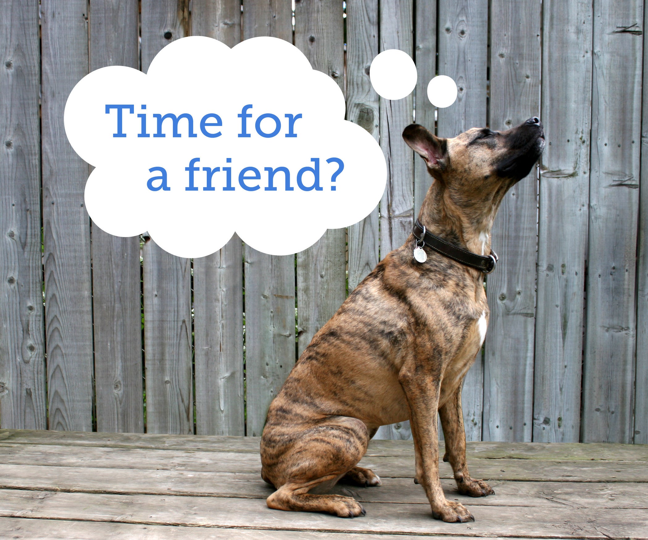 How to Choose a Second Dog 9 Steps (with Pictures) Instructables