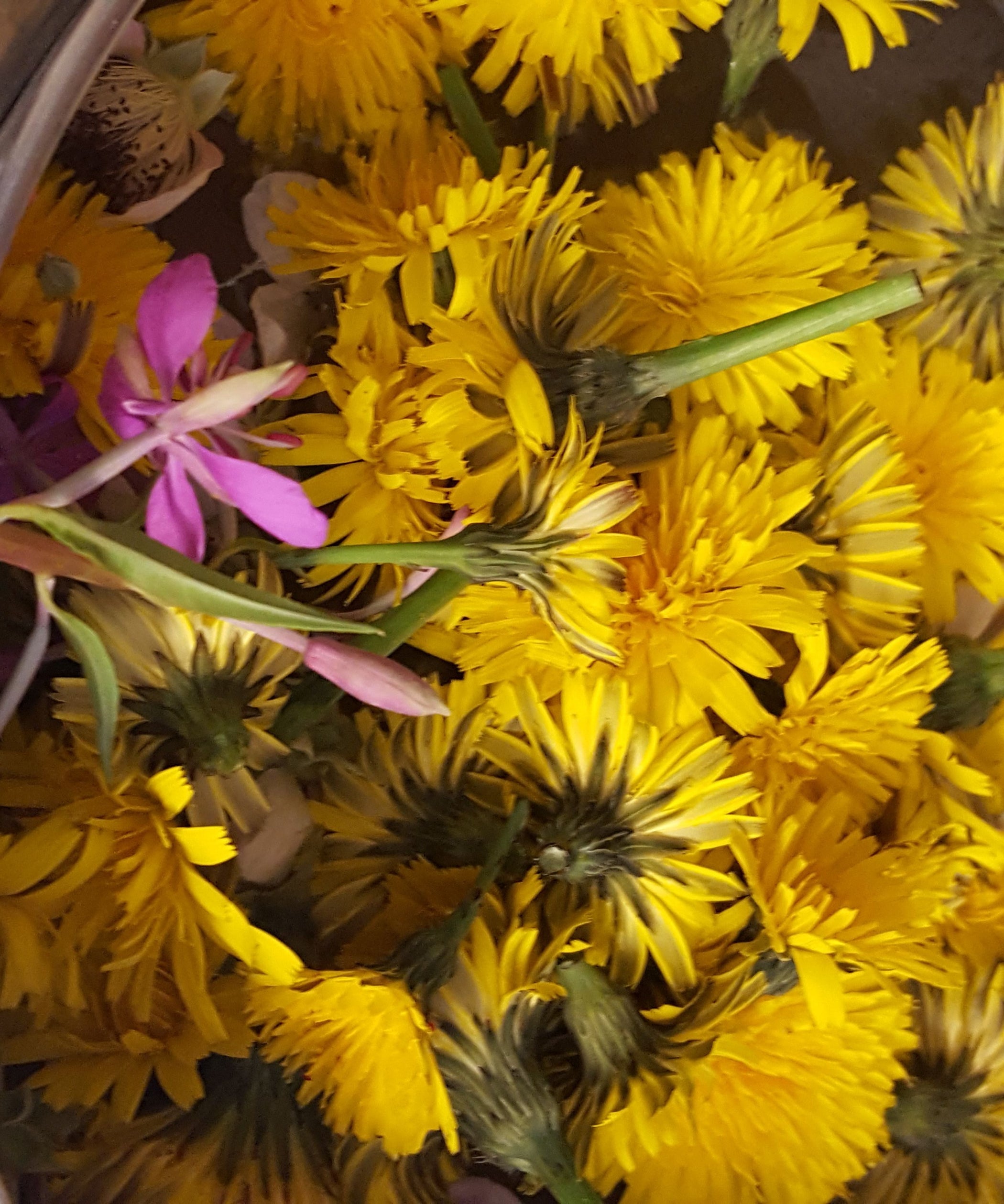 Honey Bee Syrup (with Pictures) Instructables