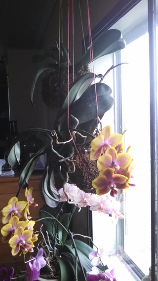 Flying Orchids Happy Times 6 Steps With Pictures Instructables