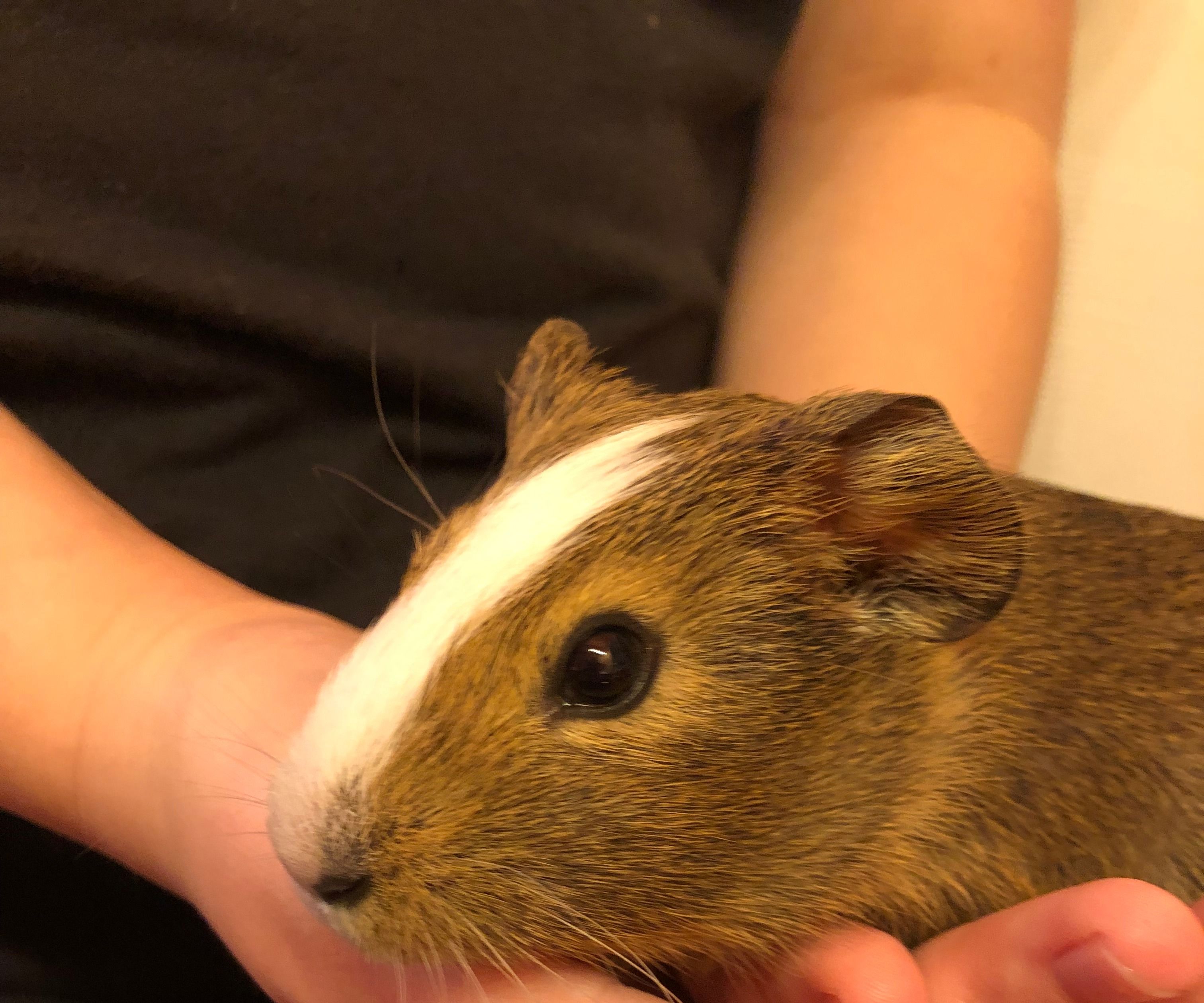 How To Bathe A Guinea Pig With Baby Shampoo
