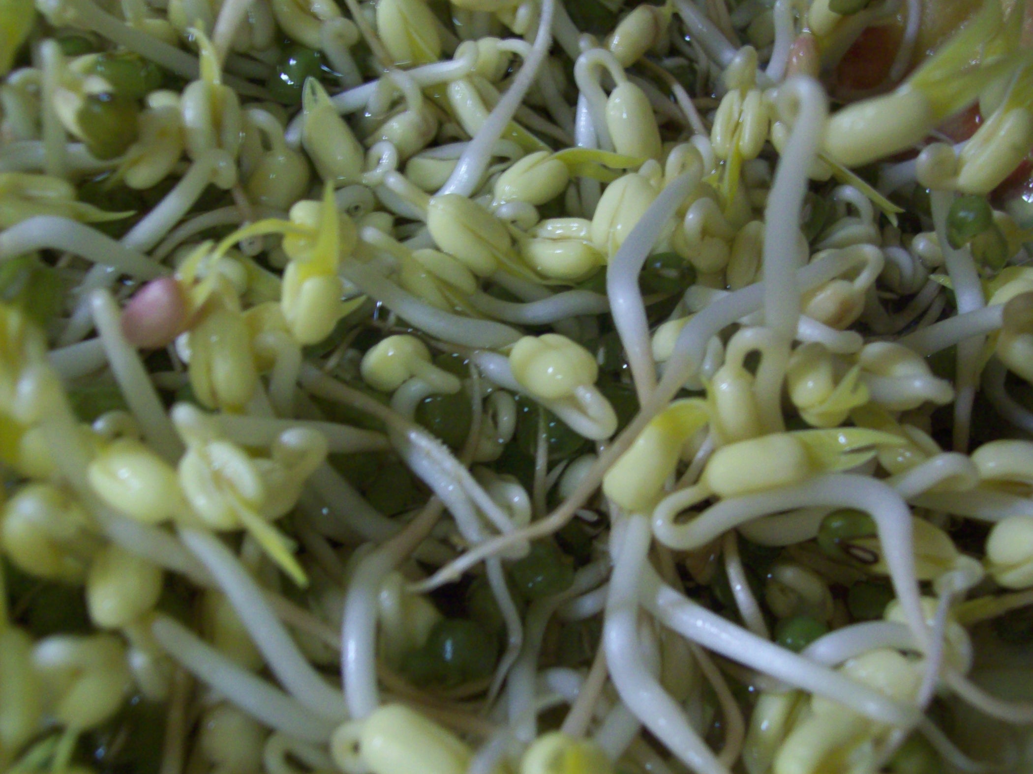 Research studies about mung bean picture