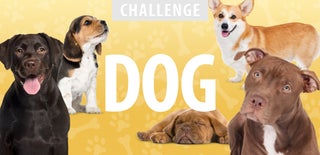 Dog Challenge 2016