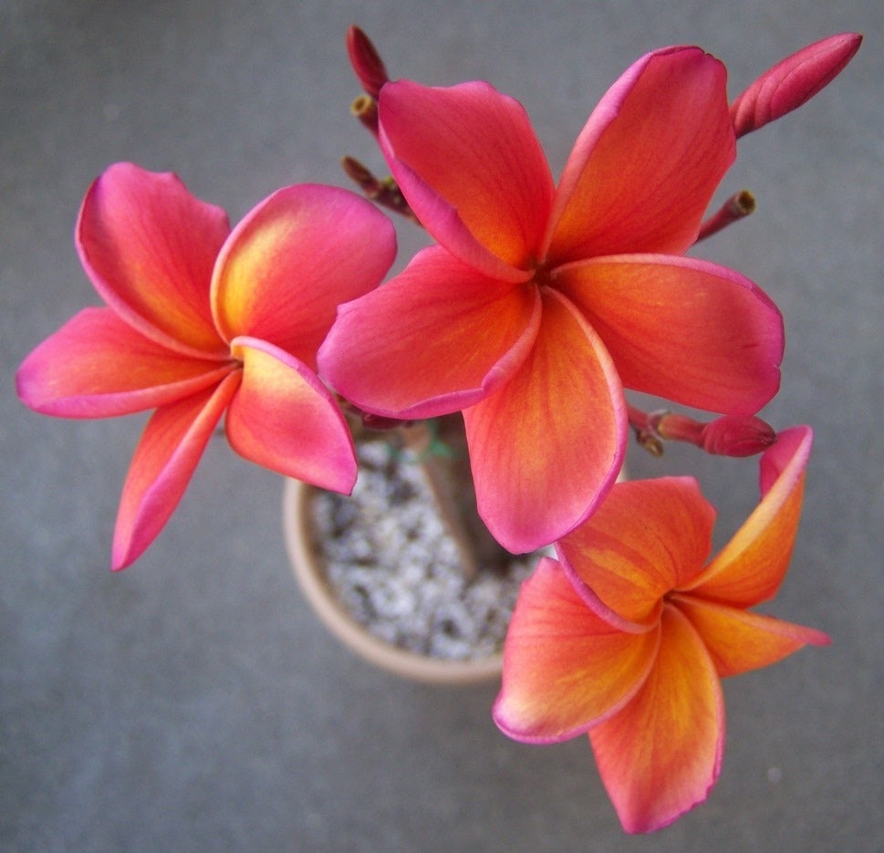 Growing Plumeria Cuttings Plumeria Plants and Tropical Plants With the