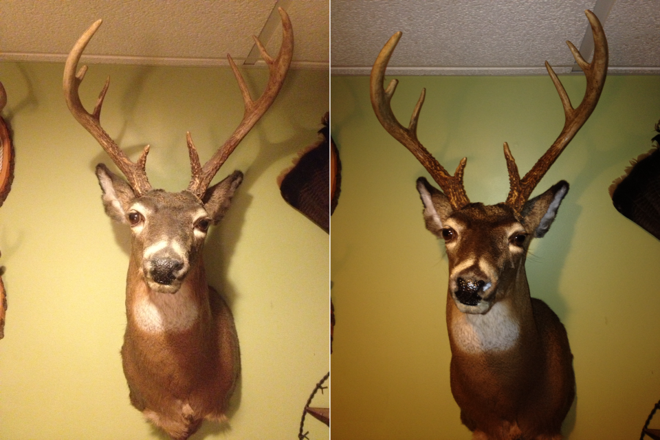 Bring Life Back to Your Taxidermy Mounts 6 Steps (with Pictures)