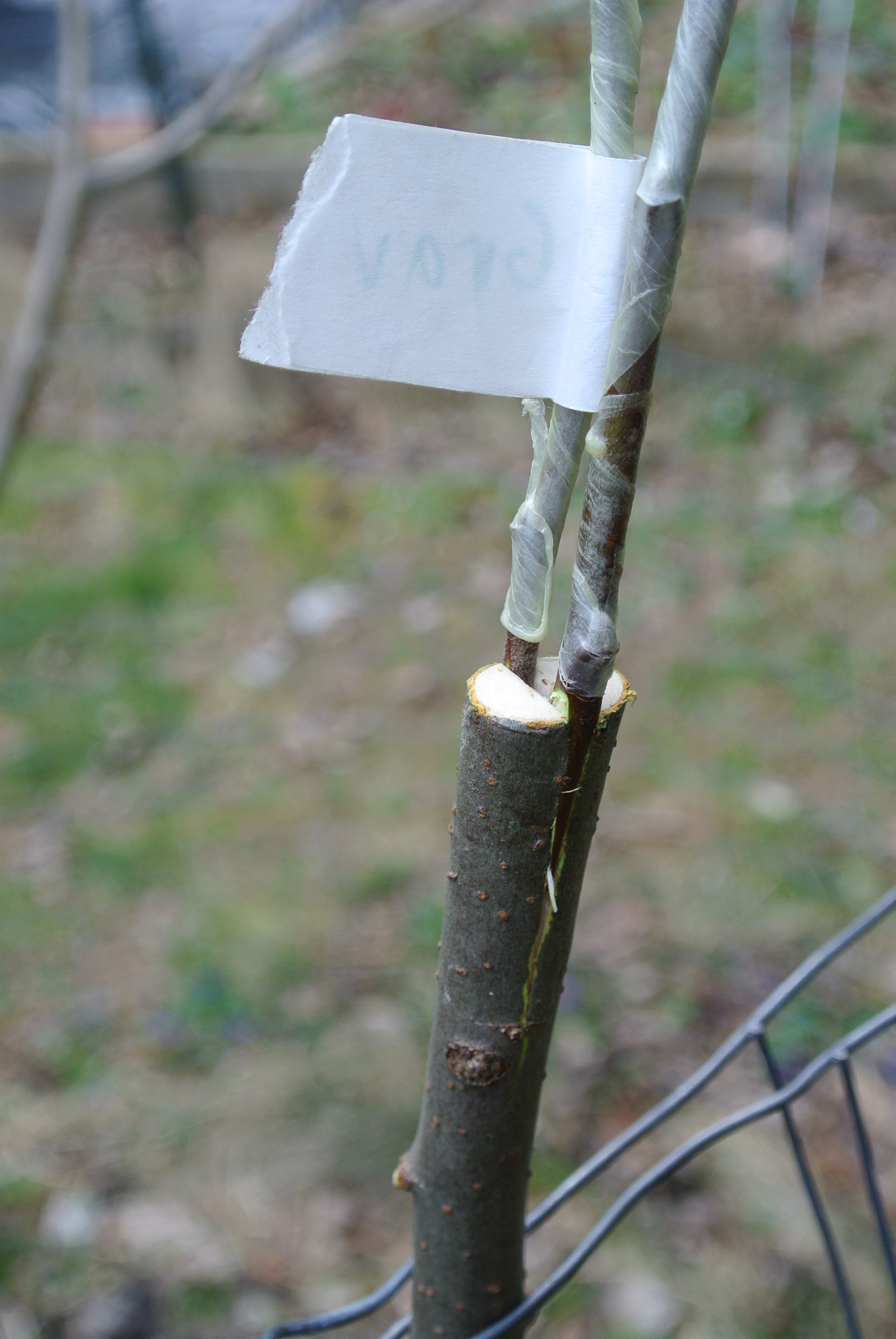 Grafting a Multivariety Apple Tree. 10 Steps (with Pictures)