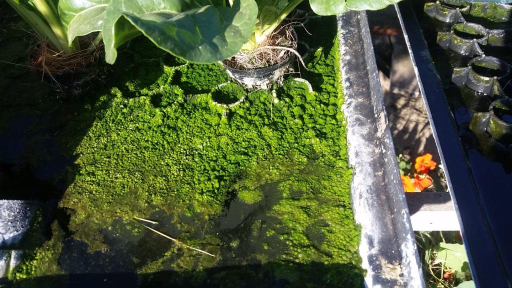 Solutions To Algae Problems In Hydroponic Systems 7 Steps