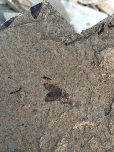 fossils limestone split instructables