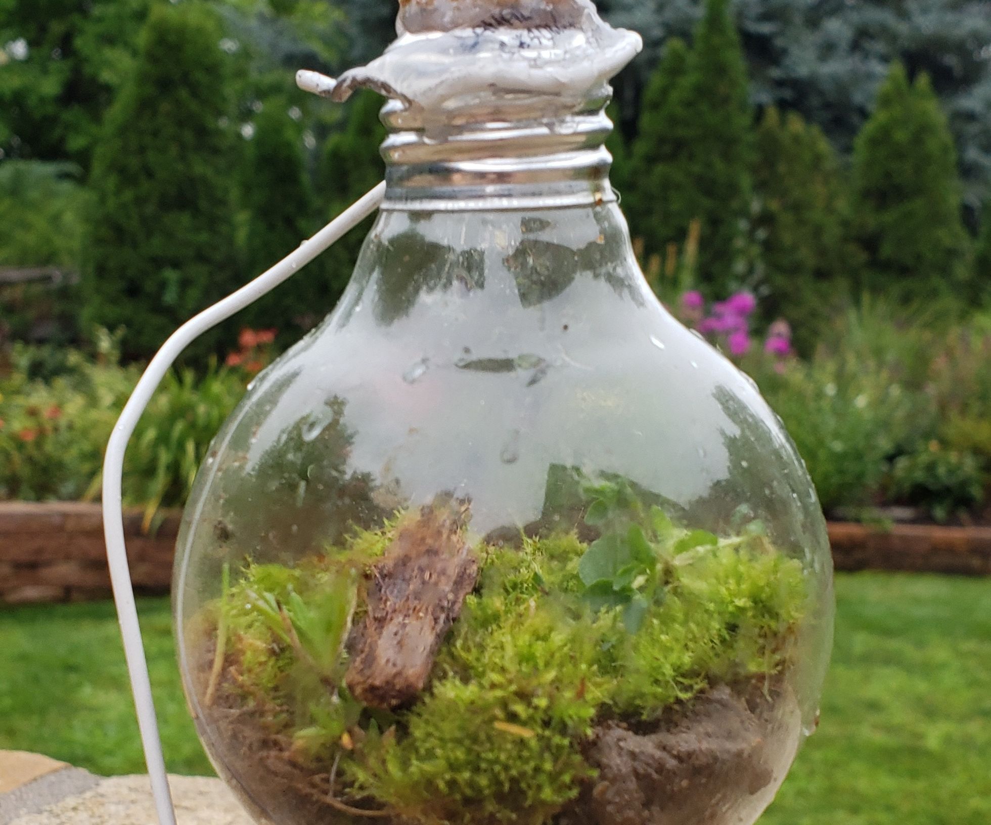 Light Bulb Terrarium 12 Steps (with Pictures) Instructables