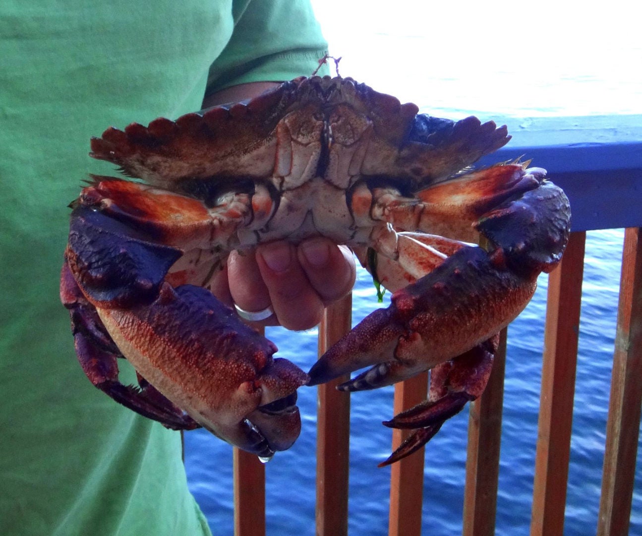 Crabbing Basics for Puget Sound 12 Steps (with Pictures)