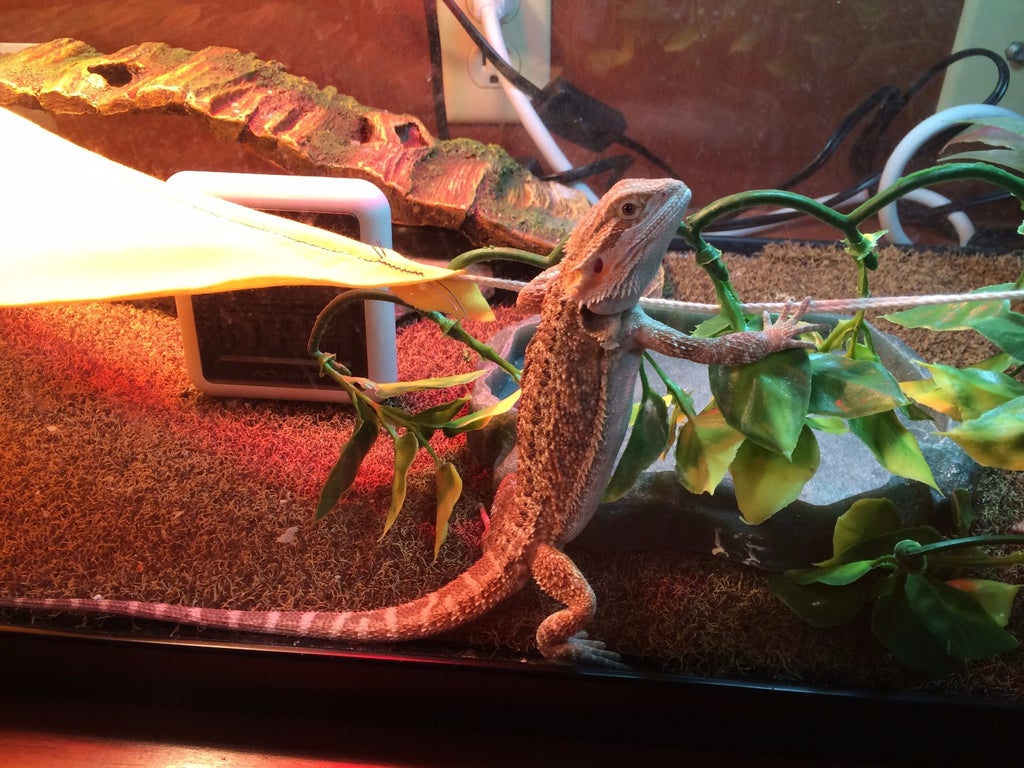 The Proper Way To Set Up A Bearded Dragon Enclosure 5 Steps With Pictures Instructables