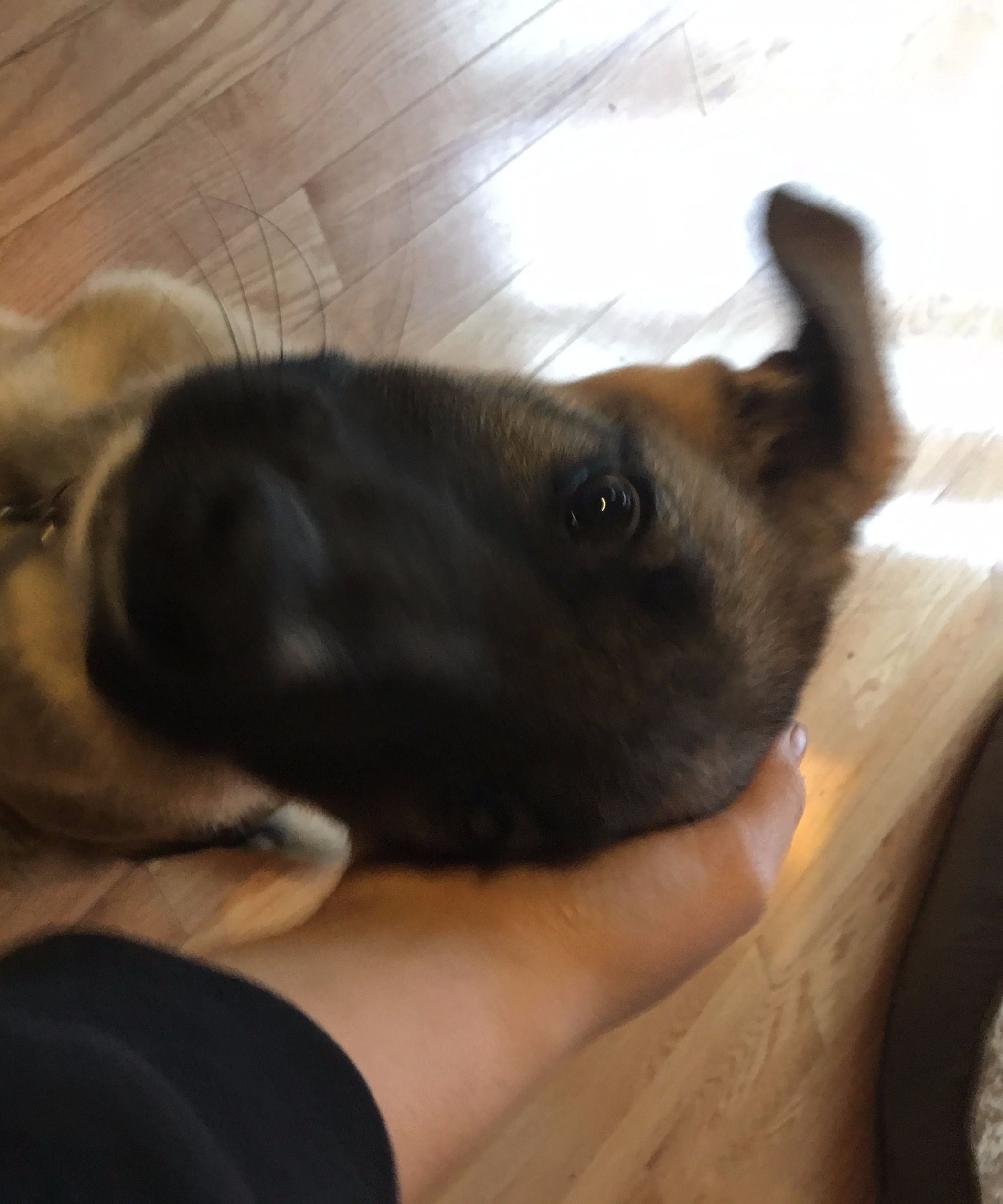 Teaching Your Dog Lie Down 6 Steps Instructables